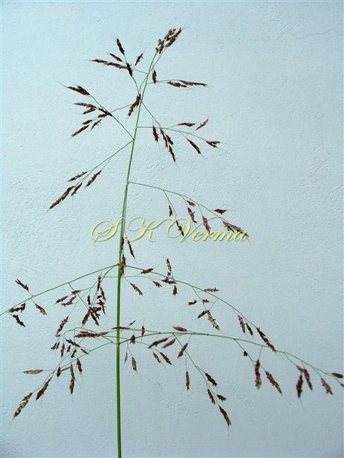  Inflorescence